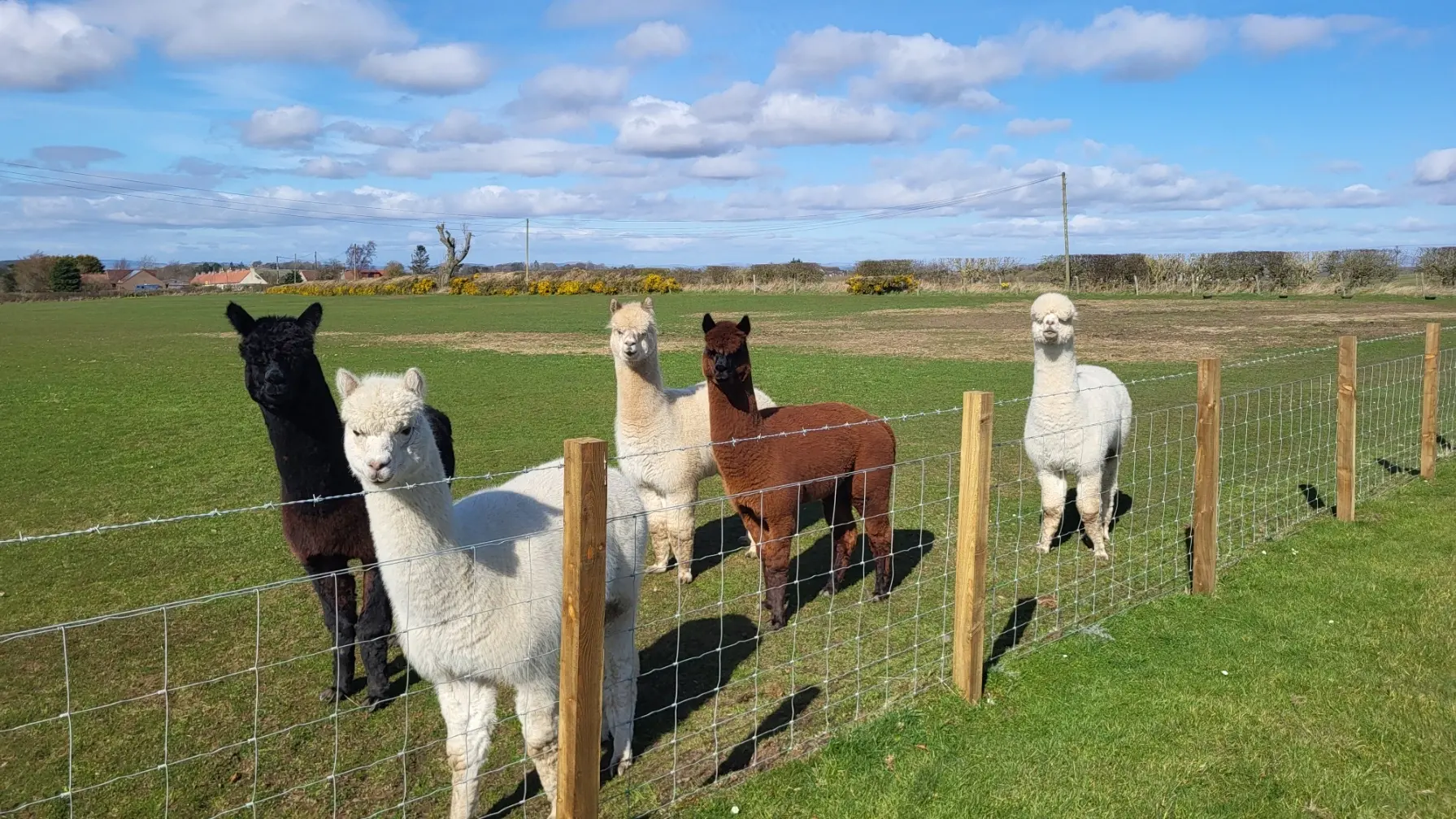 Several Alpacas of different colours in the yard