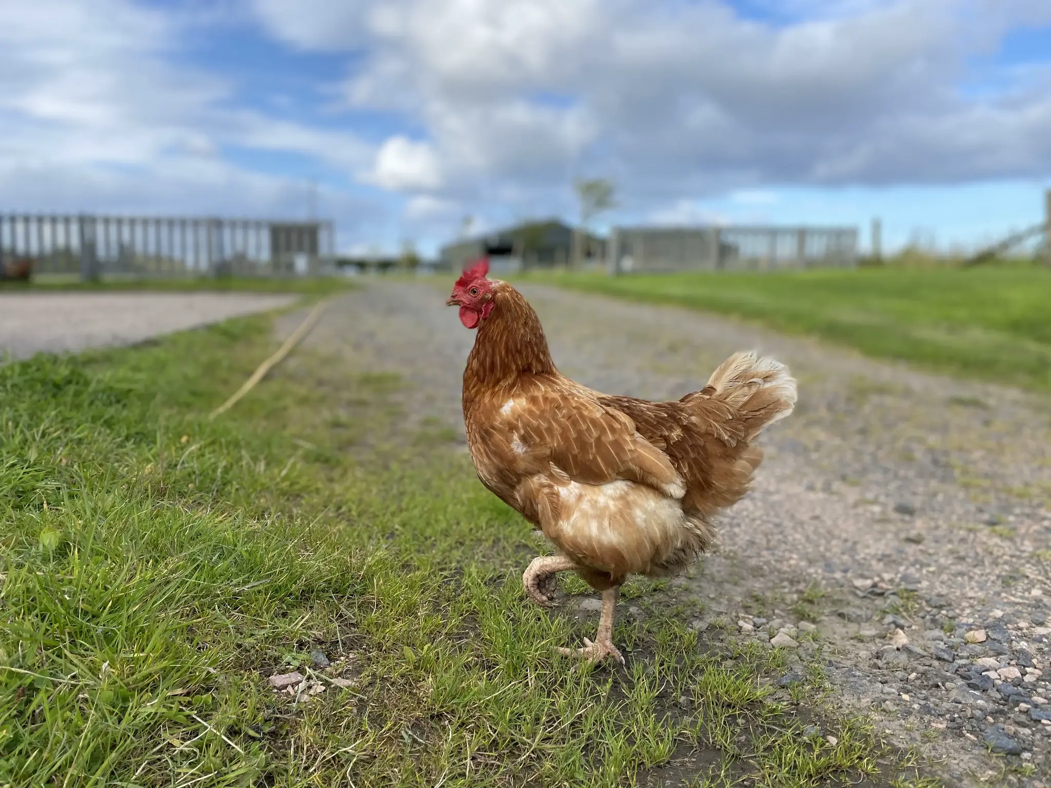 Chicken in the middle of the road of the property